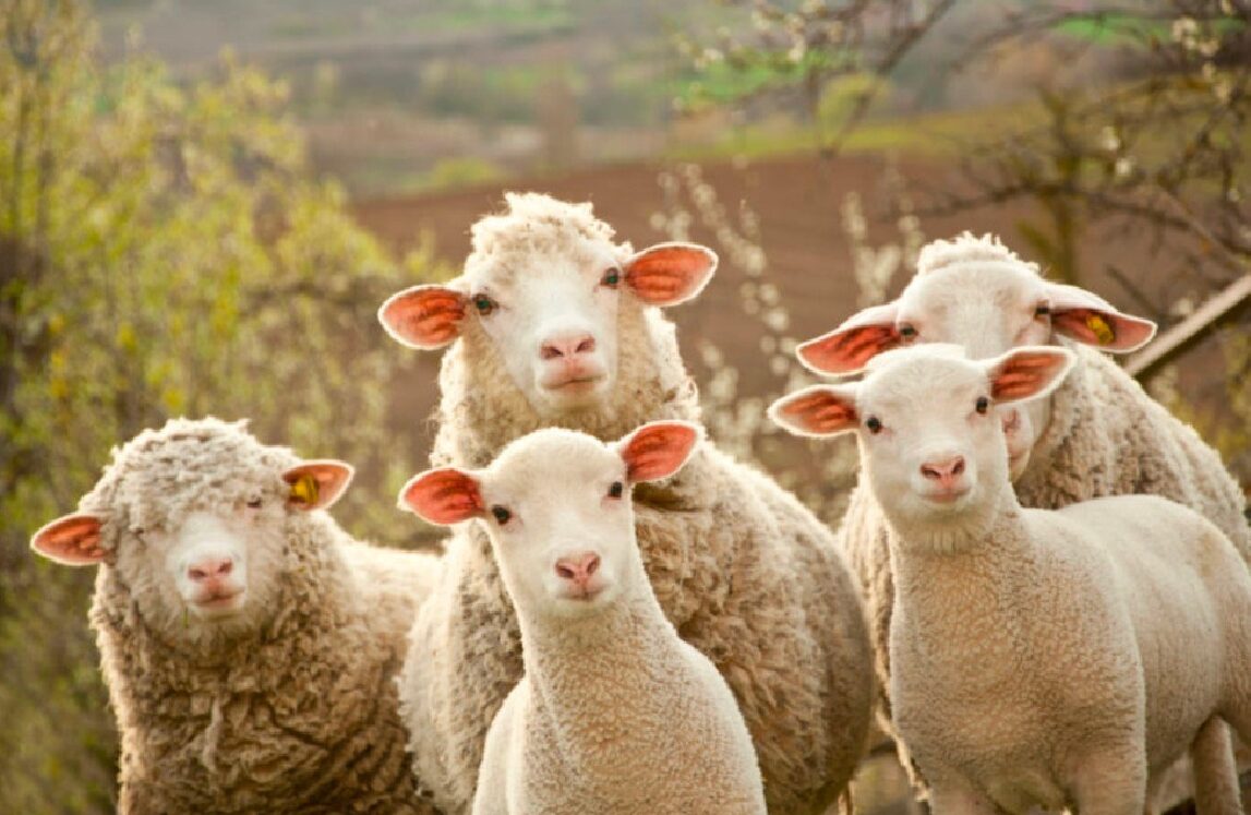 VILAINS PETITS MOUTONS